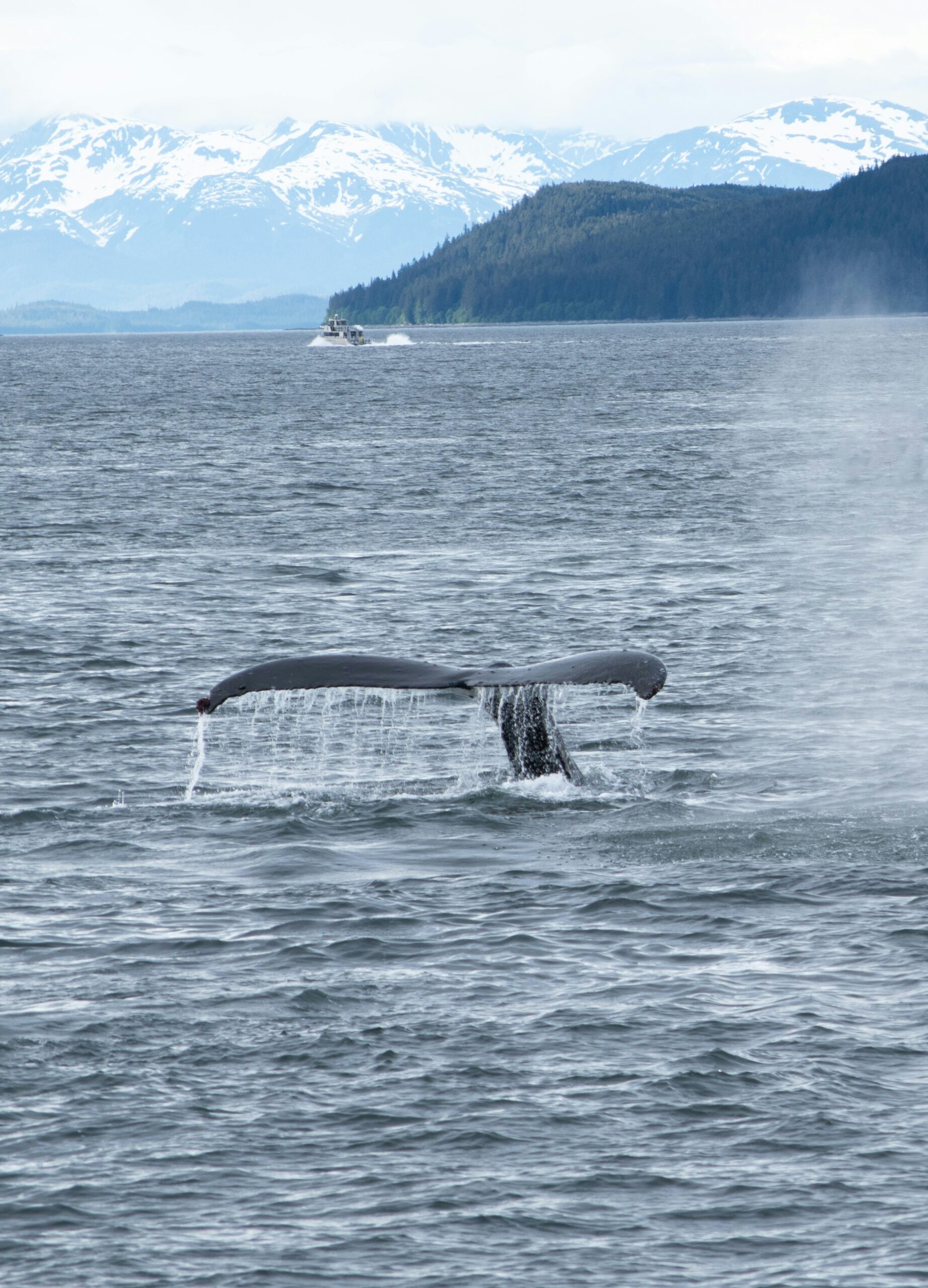 Ketchikan Whale Watching