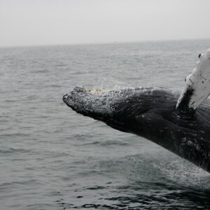 Why go whale watching in Ketchikan?