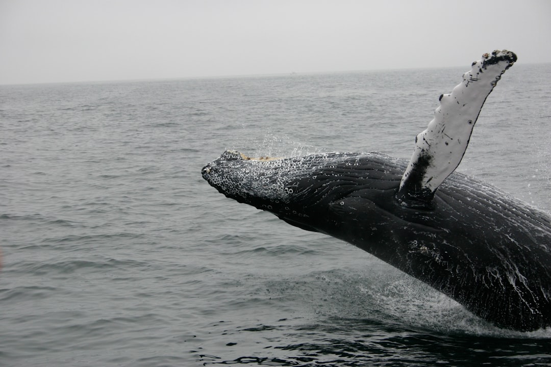 Why go whale watching in Ketchikan?