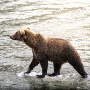 Black Bear and Whale boat Safari tour in Ketchikan