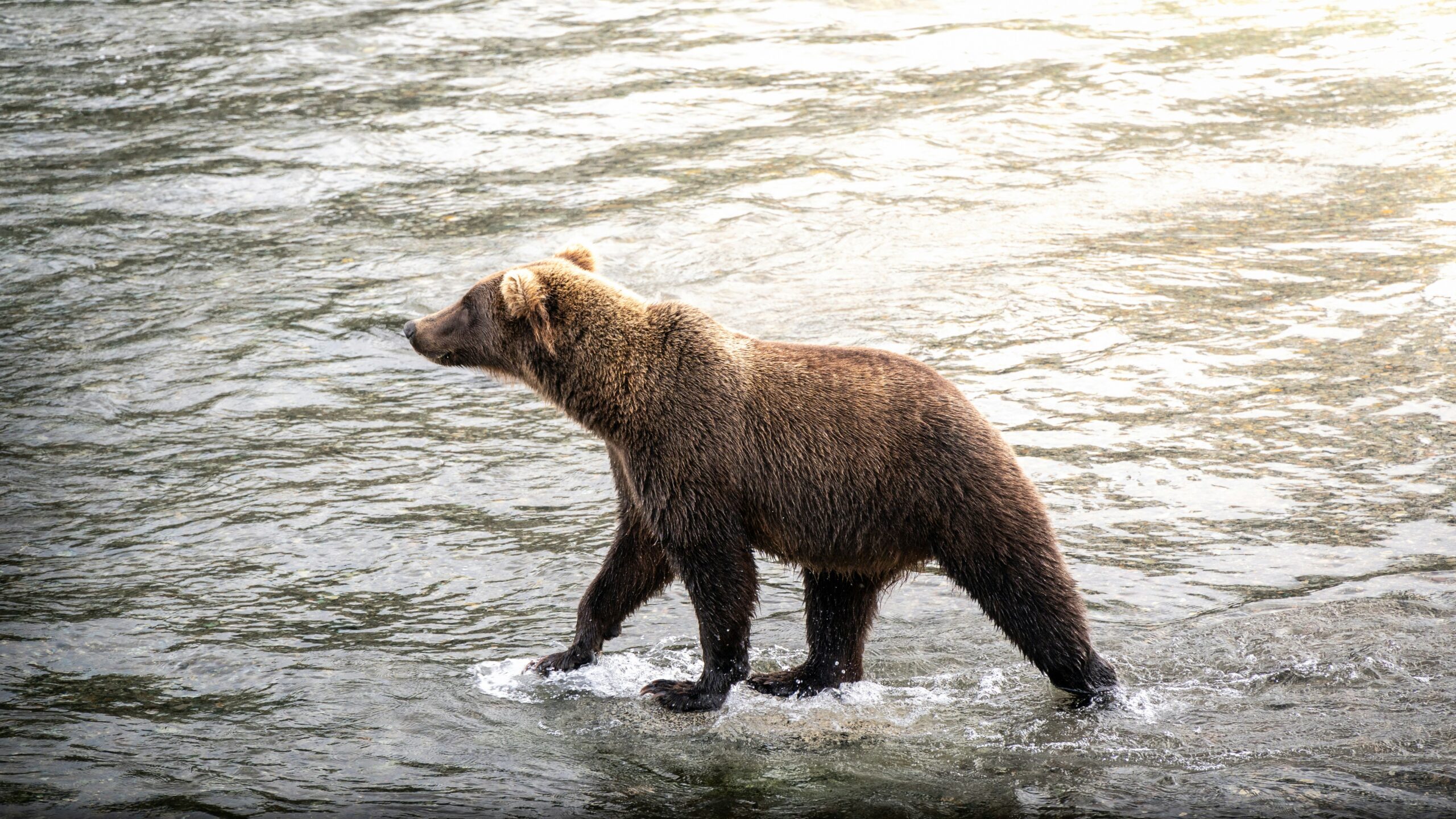 Black Bear and Whale boat Safari tour in Ketchikan