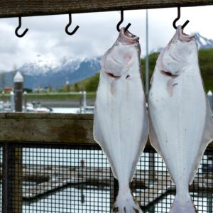 Halibut Fishing Charter