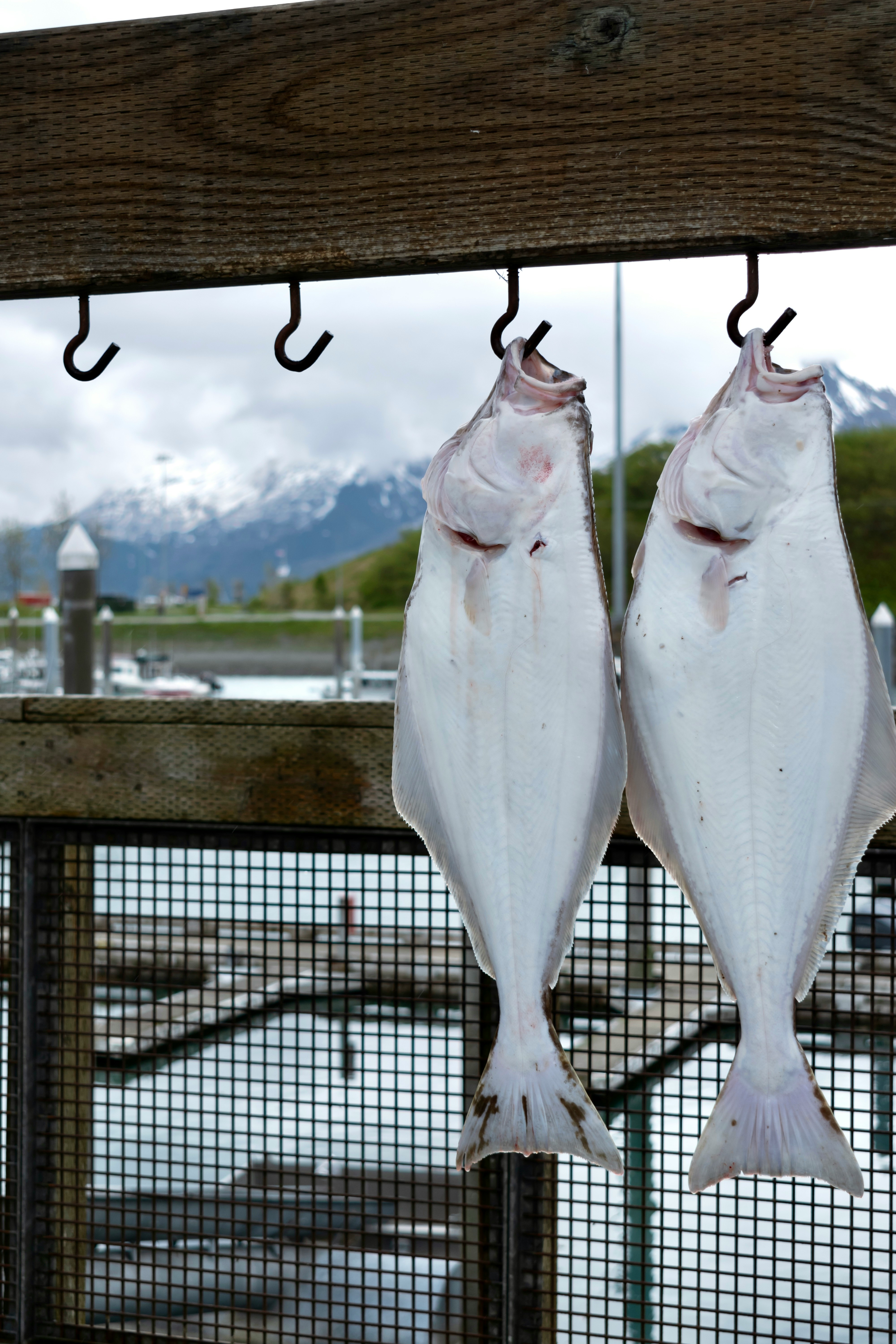 Halibut Fishing Charter